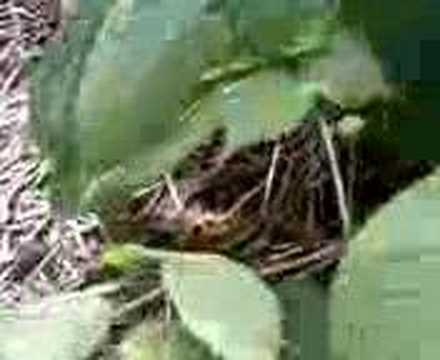 Farming in Wausau, Wisconsin Ginseng 06/09/2008