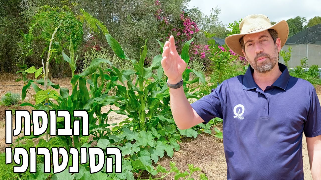הבוסתן הסינטרופי -שיטה טבעית וחכמה לגידול עצי פרי – בלי לבזבז כסף, זמן ואנרגיה