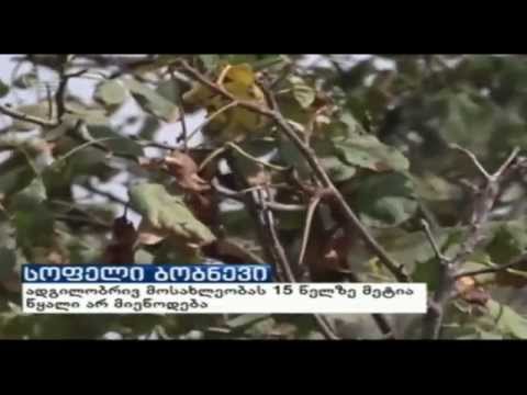 ნათია გაბოძის სიუჟეტი „ქრონიკაში\"