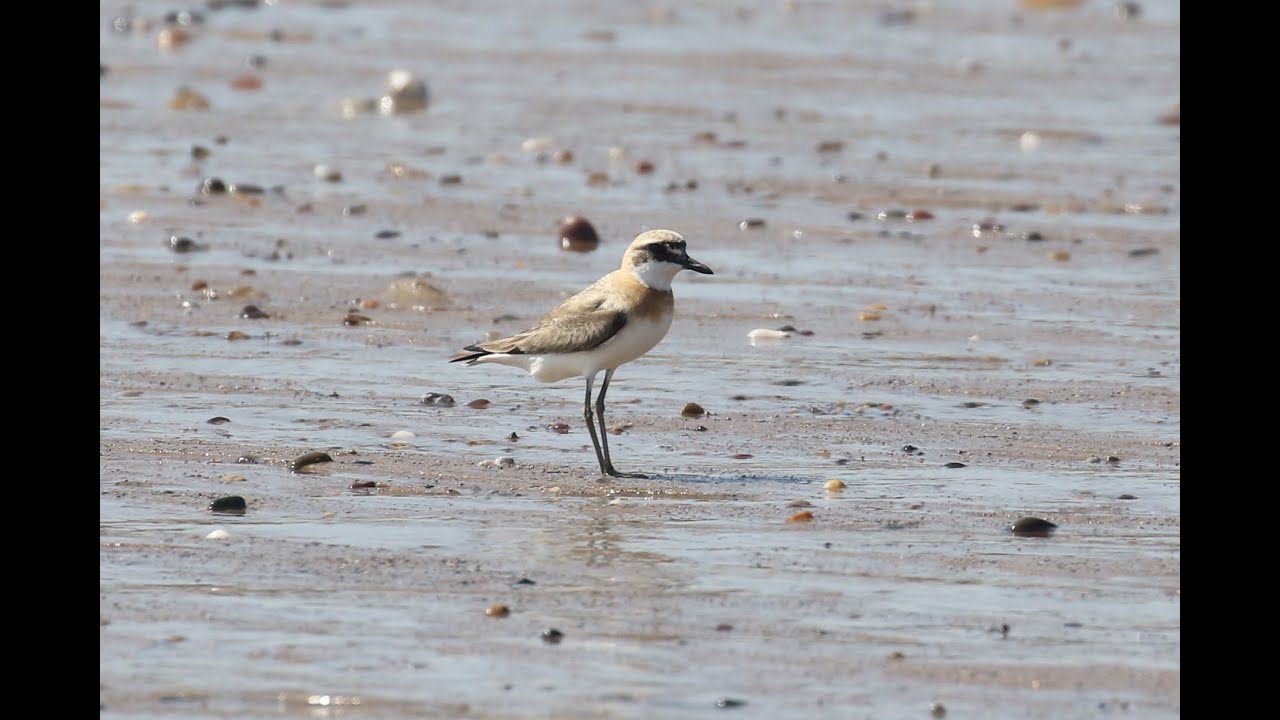nature kpop Greater Sand Plover (charadrius leschenaultii)