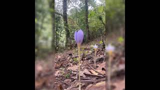 Hiraizerdüş En Derinimsin