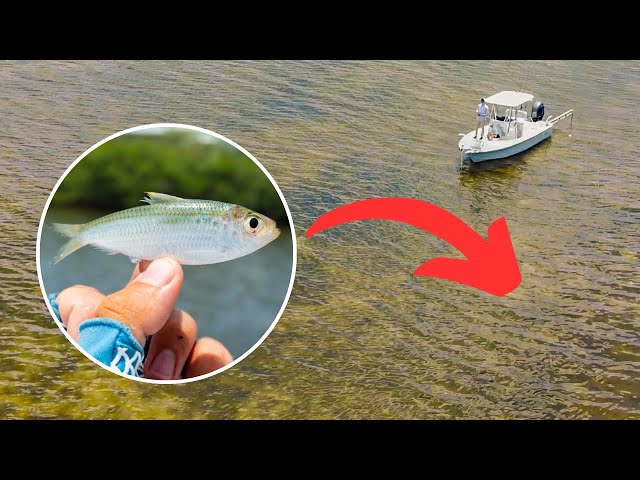 Fishing Live Bait in Clear Shallow Water For BIG Fish! 