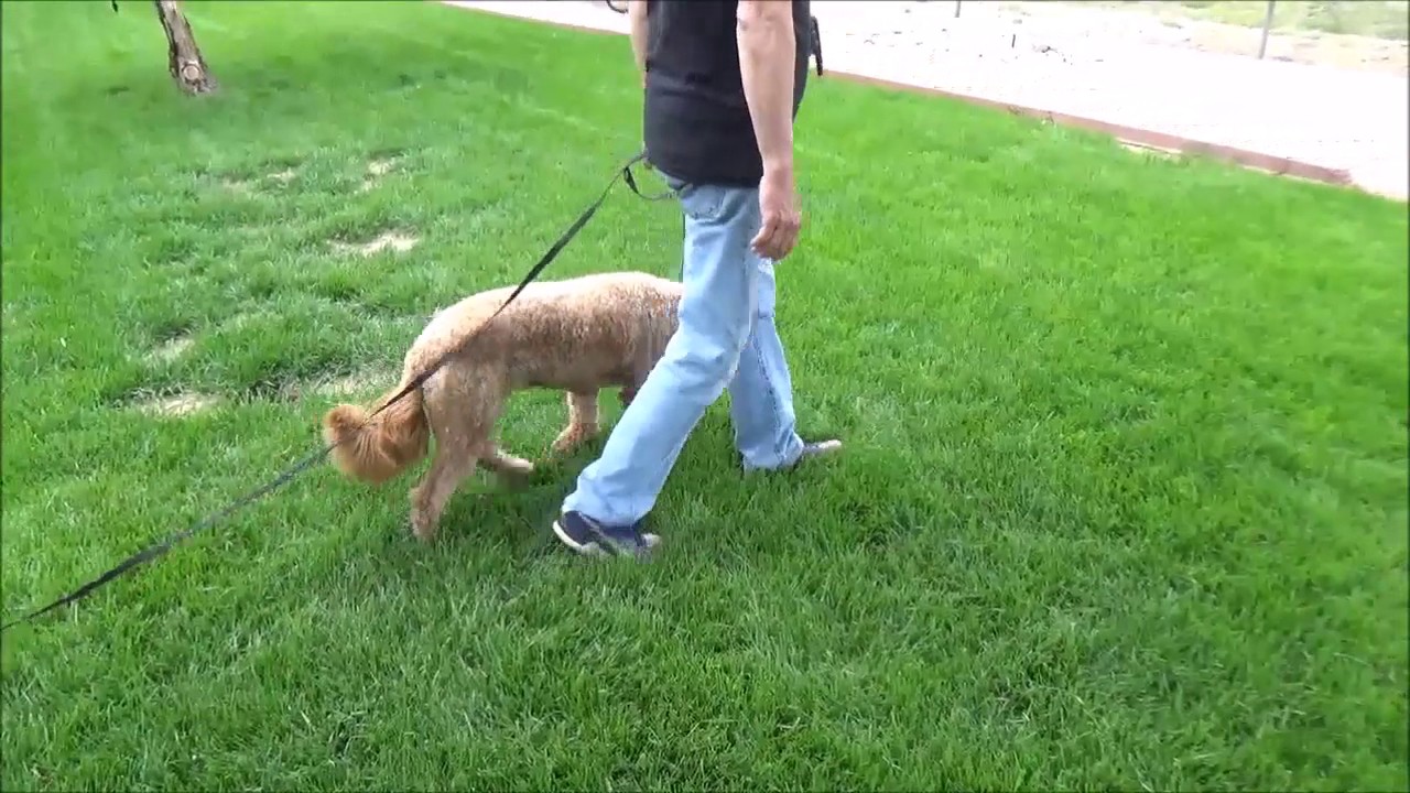 e collar training YouTube