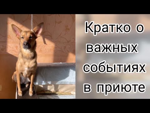 Кратко о важных событиях в приюте. Приют для животных