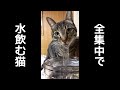 水に集中しすぎて可愛くなってしまう猫。