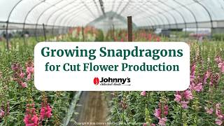 Growing Snapdragons for Cut Flower Production | Johnny's Webinar Series