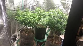 It’s Garden Looksy Time With Treez Wiz! 21+