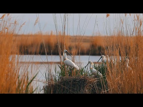 Видео: Петершамын бүсэлхийн бүс гэж юу вэ?