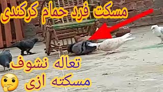 مسكت فرد حمام كركندى تعاله نشوف مسكته ازى _نش الحمام من بوكسه على السطح.