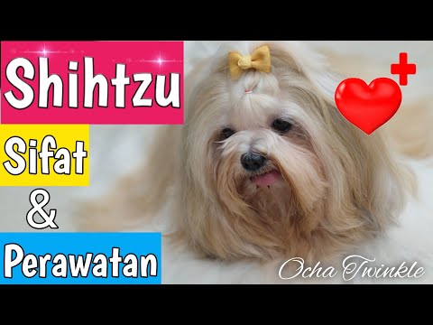 Bagaimana Sifat dan Perawatan Anjing Shihtzu | Ocha Twinkle