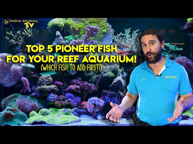 Top 5 Pioneer fish for your Reef Aquarium! (Which fish to add first!) class=