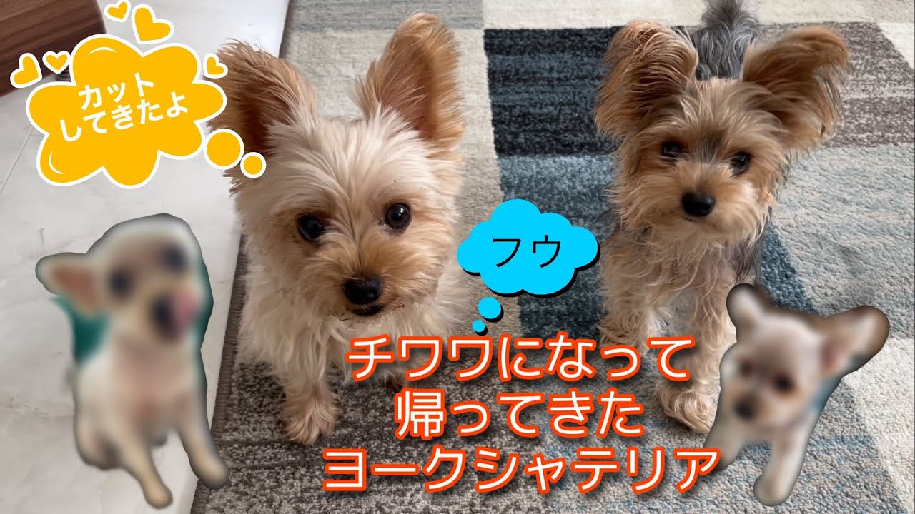 ヨーキー カットに行って来ました お迎えに行って対面したら 別の犬種に No 26 癒しの犬動画