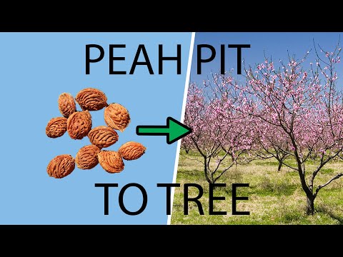 How to Plant & Grow a Peach Tree from a Pit & Seed