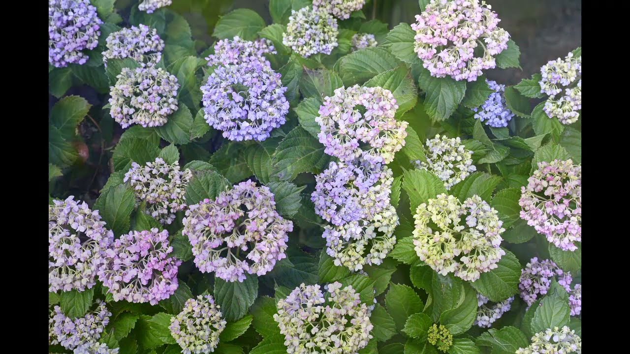 2026年5月29日 アジサイ 水元公園（東京都葛飾区） - YouTube