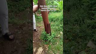 tiang listrik mau roboh