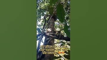 CÂY RỪNG ĐỘC LẠ QUÁ ĐẸP TRONG RỪNG SÂU TÂY NGUYÊN.