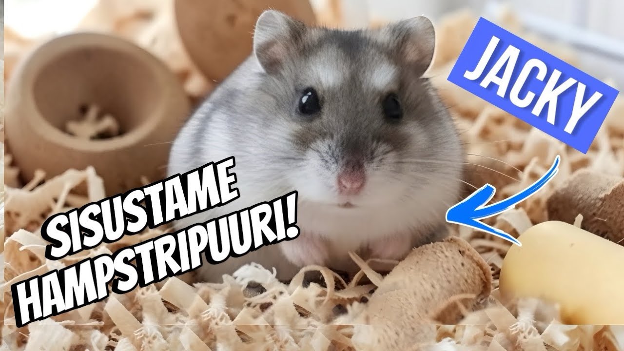 SISUSTAME HAMPSTRIPUURI!🐭