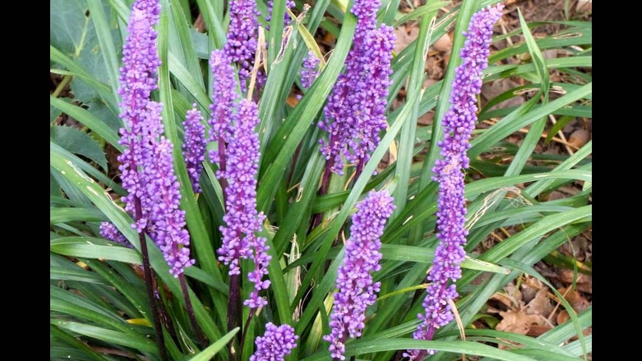 МУСКАРИ,  или  МЫШИНЫЙ ГИАЦИНТ,  или  ГАДЮЧИЙ ЛУК  (MUSCARI)  сем. Гиацинтовые