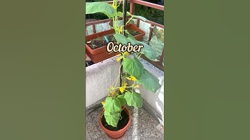 Respect cucumber on the balcony in October #shorts #morning #mygarden