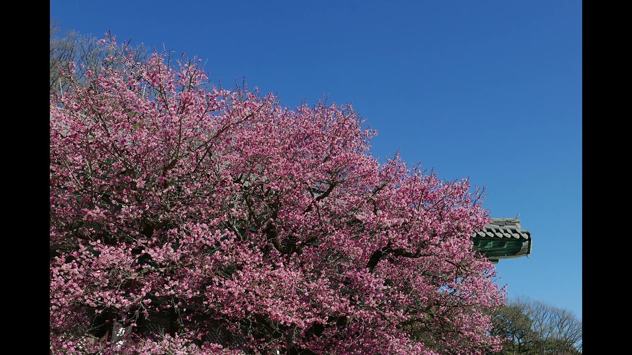 양산 통도사 홍매화