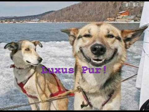 Lustige Tiere - YouTube