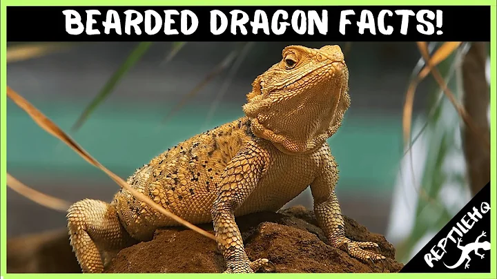 25 Crazy Bearded Dragon Facts that Will Blow Your Mind!