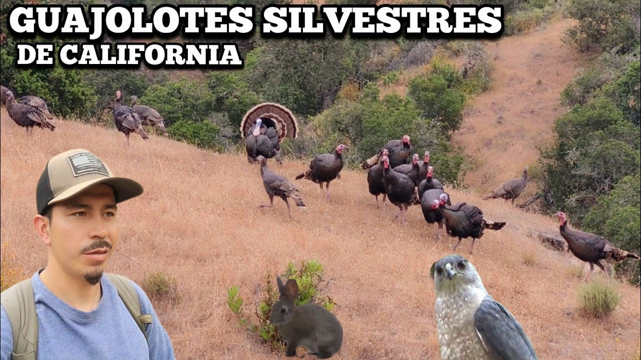 Guajolotes Silvestres De California Hay Muchos