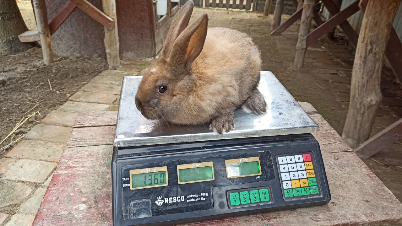 Przeprowadzka do nowych zagród w Hodowli Królików