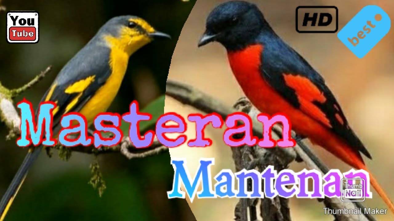 Masteran burung Mantenan ll jernih ll joss buat mikat 