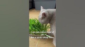 A spray #catnip furrbaby! #cat #thecuriousmidnight #shorts #scottishstraight