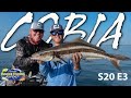 The Cobia Are Still Migrating! Catch These Reports To Find Them! | S20 E3