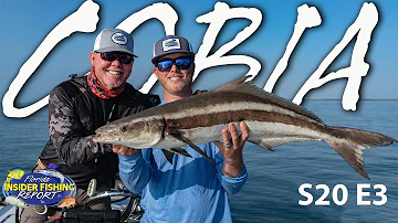 The Cobia Are Still Migrating! Catch These Reports To Find Them! | S20 E3