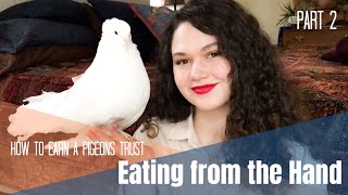How to Earn a Pigeon or Doves Trust: Part 2 | Eating from The Hand