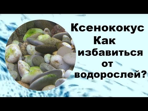 Ксенококус. Как избавиться от водорослей?