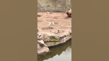 Cat Fell in Bear Habitat (@pocketzoo) #shorts