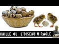 Aviculture au sngal  deviens millionnaire avec llevage de loiseau miracle caille  mr gueye