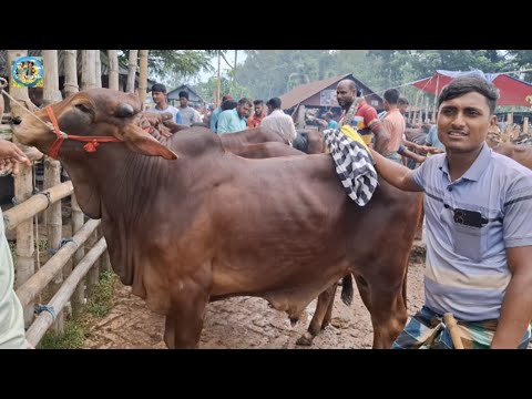 @ ২৫/৯/২০২৬|| মাঝারি সাইজের খামার উপযোগী শাহীওয়াল ও দেশাল জাতের ষাঁড় গরুর দাম আমবাড়ী হাটে||