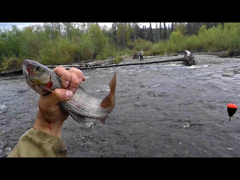 Ловля ХАРИУСА на удочку в глухой ТАЙГЕ/Осень время КРУПНЯКА!/ТАЕЖНАЯ Тяга.