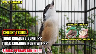 CARA MENGATASI CENDET TROTOL TIDAK KUNJUNG BUNYI❗AWAS SETINGAN TINGGI HANYA UNTUK YANG BERANI❗