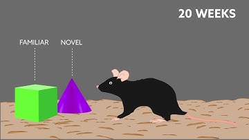 Deep space travel’s radiation problem: what cosmic rays do to brains