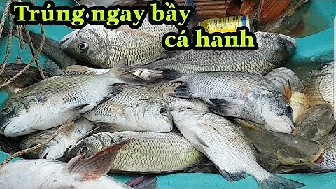 Trúng mánh toàn tập_hốt trọn nguyên ổ cá ngát_cá hanh(tráp)