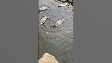 Feeding The Fish and Ducks! #WhittAcres #creatingparadise #enjoynaturetoday