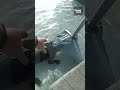 "You go!": Florida cop wrangles backyard alligator with bare hands 🐊