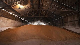 Quatre options pour livrer les 20 millions de tonnes de céréales bloquées en Ukraine