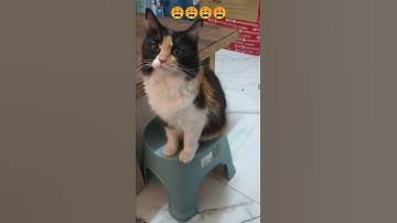 My Cat begging to go out at late time 😌😣🧐