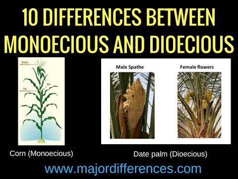 Difference between Bisexual, Monoecious and Dioecious