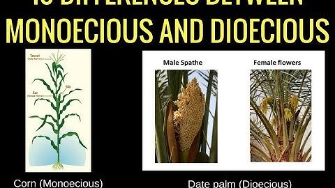 Difference between Bisexual, Monoecious and Dioecious 🌺🌽| Plant Science @biologyexams4u