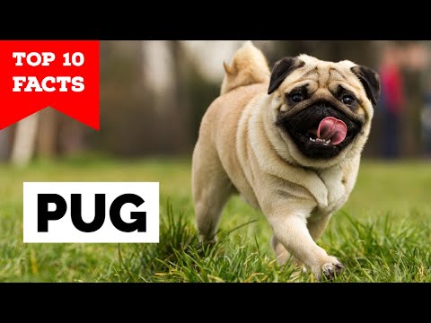 Video: 25 Pugs Dengan Kepribadian Pug-tastic