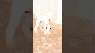 Kohati Gultair Dog Dog Fight Short,Gultair Dog...