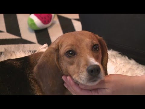 Rescued Envigo beagles arrive in Fairfax